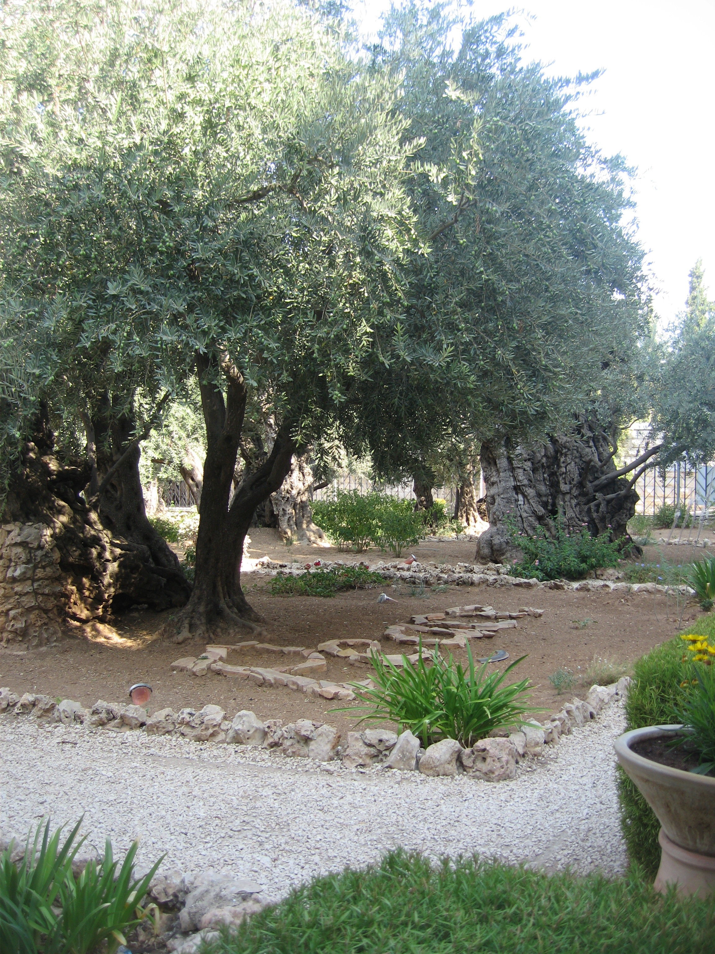 11-Le Jardin du Gethsémani